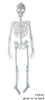 squelette phosphorescent 1m50