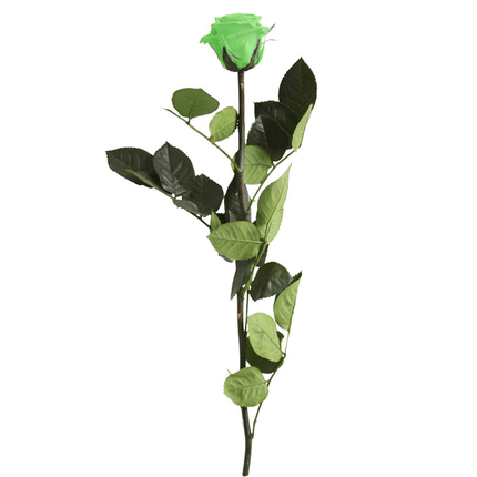 Rose Éternelle Amorosa Vert Lime