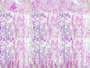 Rideau à franges couleur iridescent de 2,5 m