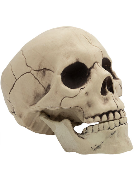 Crâne décoratif Halloween