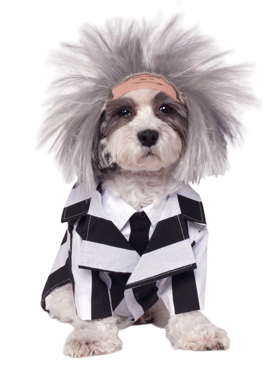 Déguisement Beetlejuice chien