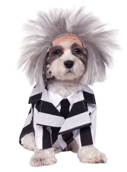 Déguisement Beetlejuice chien