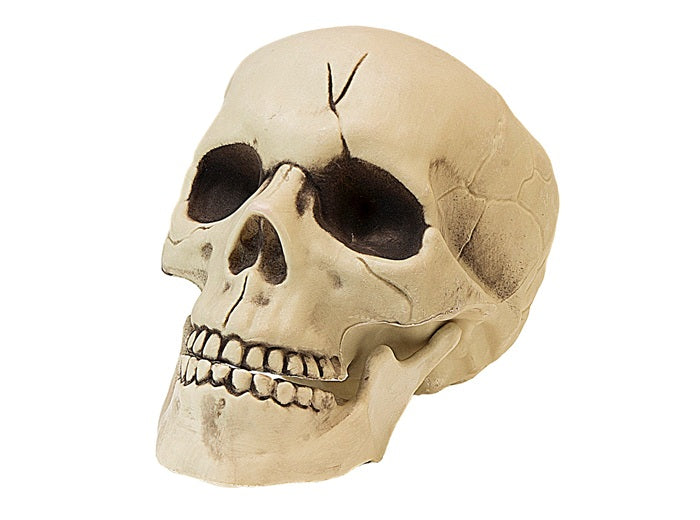 crâne avec machoire mobile 21cm