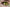 lentilles de contact prédateur chat jaune 12 mois