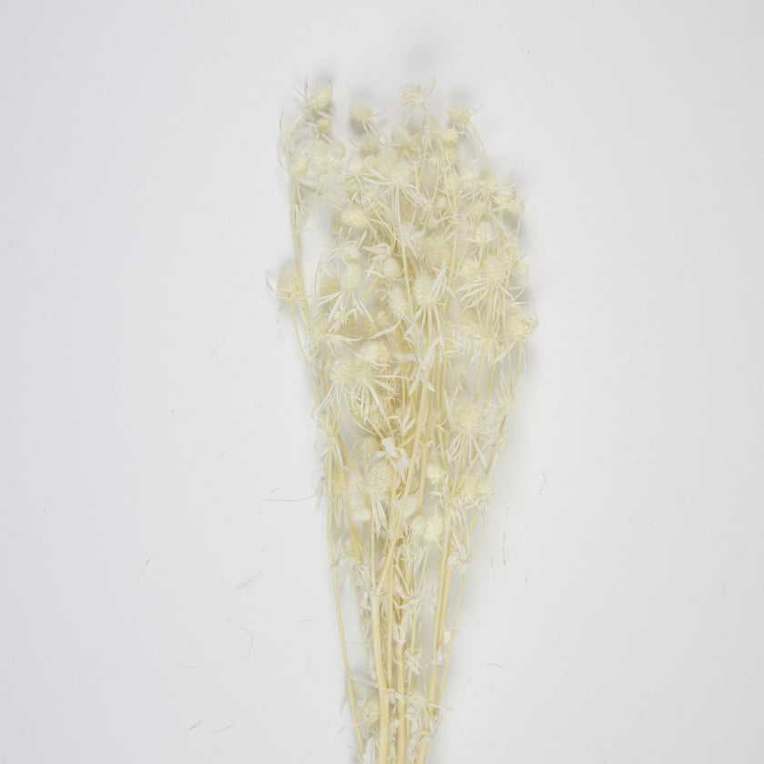 BOUQUET DE CHARDON SECHE BLANC