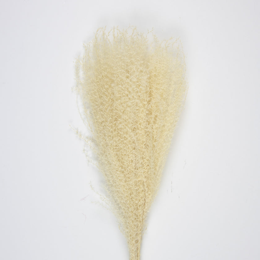 SET DE 10 PAMPAS LIGHT BLANC NATUREL