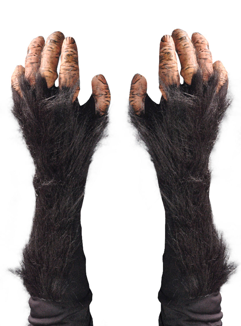 Mains Chimpanzé adulte