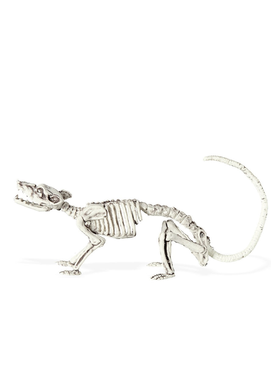 Squelette de rat
