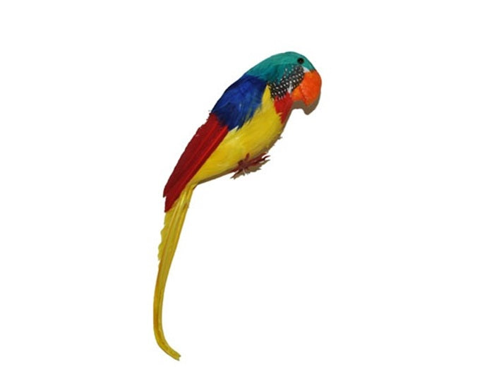 perroquet avec plumes