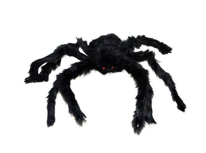 araignée velue 40cm