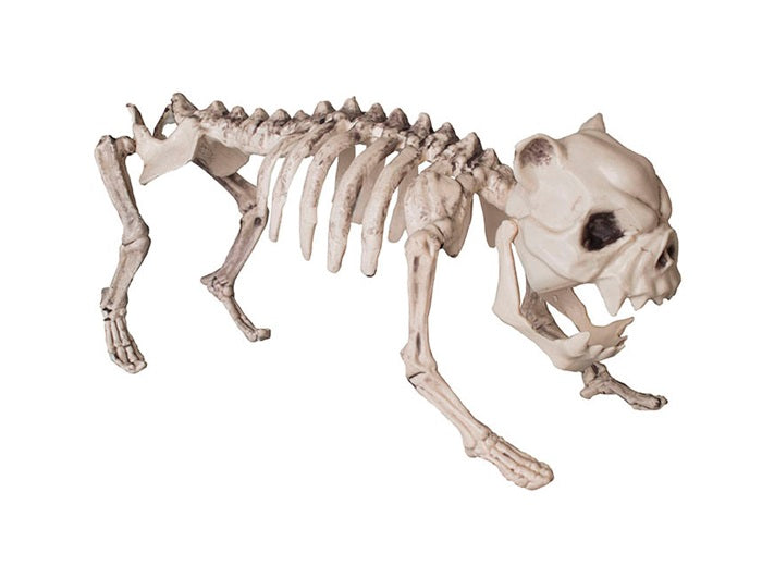 squelette de chien 40cm