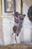 COLLIER RAT ENRAGE