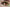 lentilles de contact vampire animal sauvage dore 1 jour