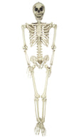 SQUELETTE TAILLE HUMAINE 160CM