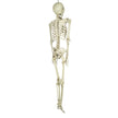 SQUELETTE TAILLE HUMAINE 160CM