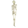 SQUELETTE TAILLE HUMAINE 160CM