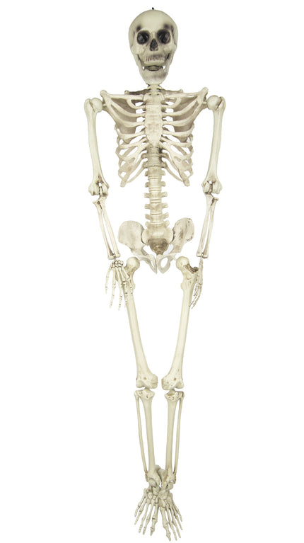 SQUELETTE TAILLE HUMAINE 160CM