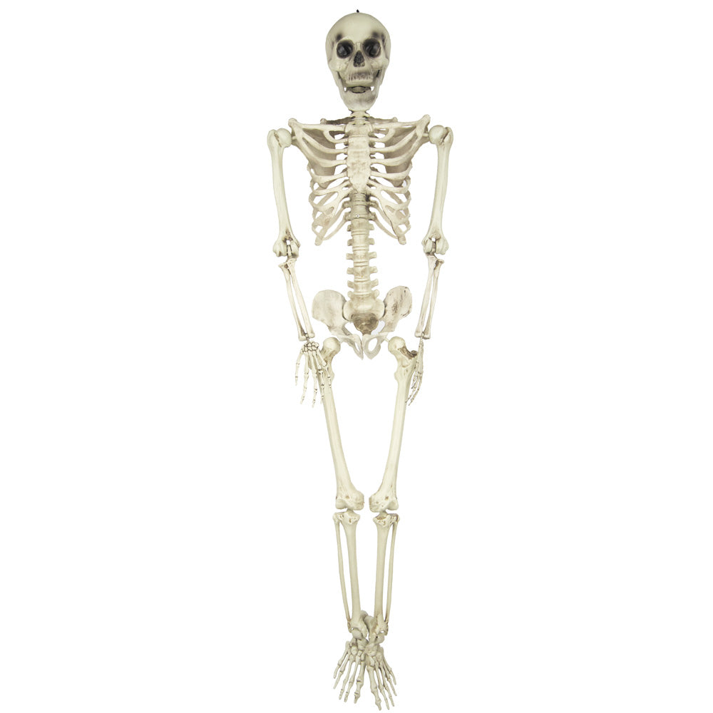 SQUELETTE TAILLE HUMAINE 160CM