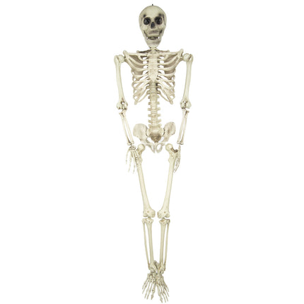 SQUELETTE TAILLE HUMAINE 160CM