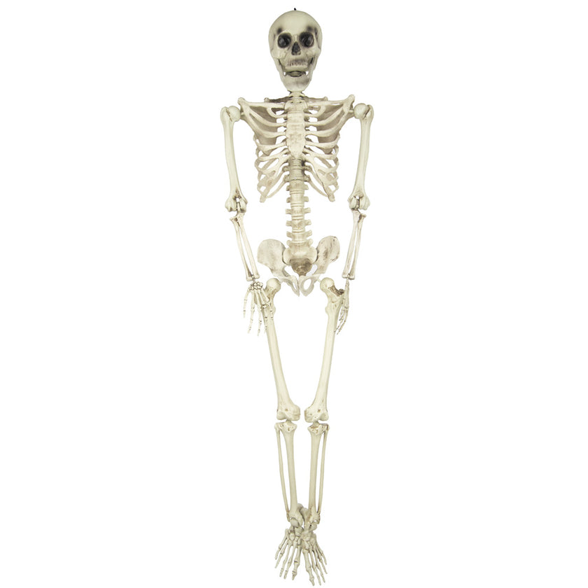 SQUELETTE TAILLE HUMAINE 160CM