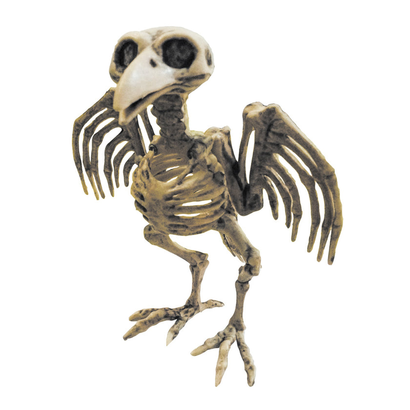 SQUELETTE DE CORBEAU