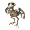 SQUELETTE DE CORBEAU