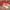 ASSIETTES CHAMPIGNON X 8