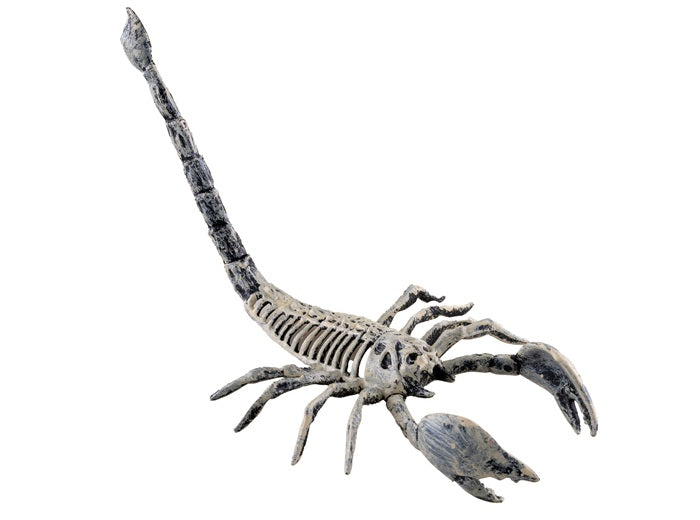 squelette de scorpion 30cm