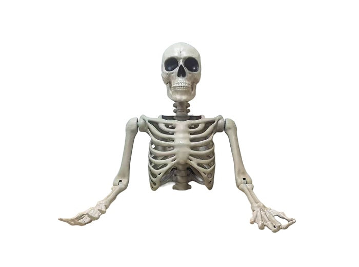 buste torse géant squelette à poser 104cm