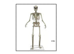 squelette géant lumineux sonore et motorisé 220v 2.5m