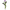 Rose Éternelle Amorosa Lilas