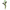 Rose Éternelle Amorosa Vert Lime